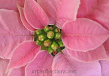 Pink Poinsettia by Ingrid Funk