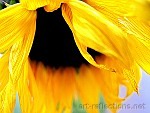 Sunflower by Ingrid Funk