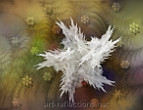 Snowflake by Ingrid Funk